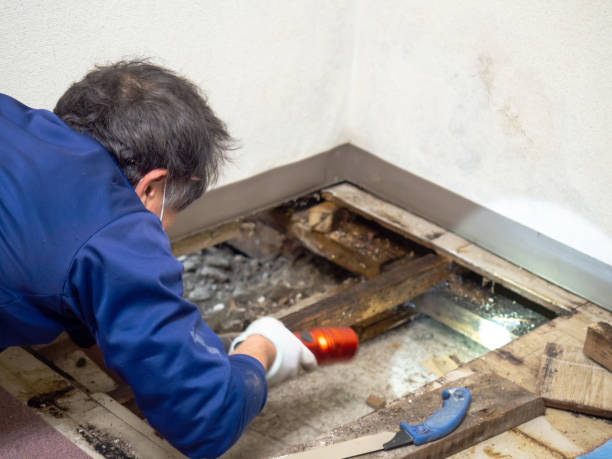 Best Residential Mold Remediation in Hilliard, OH
