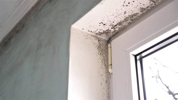 Best Black Mold Remediation in Hilliard, OH